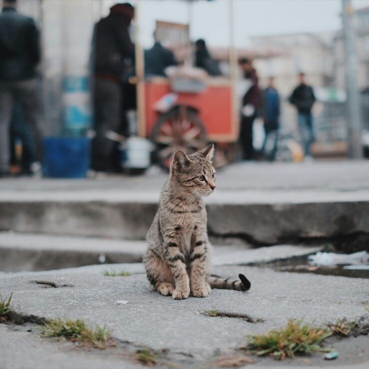 Selebgram Lakukan Sosialisasi Makan Gratis Kucing